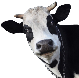 Funny Cow Cutout